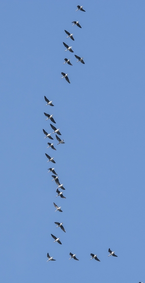 蓝色天空上南飞的大雁图片